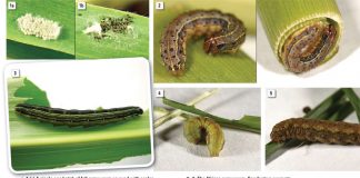 The invasion of the fall armyworm in South Africa