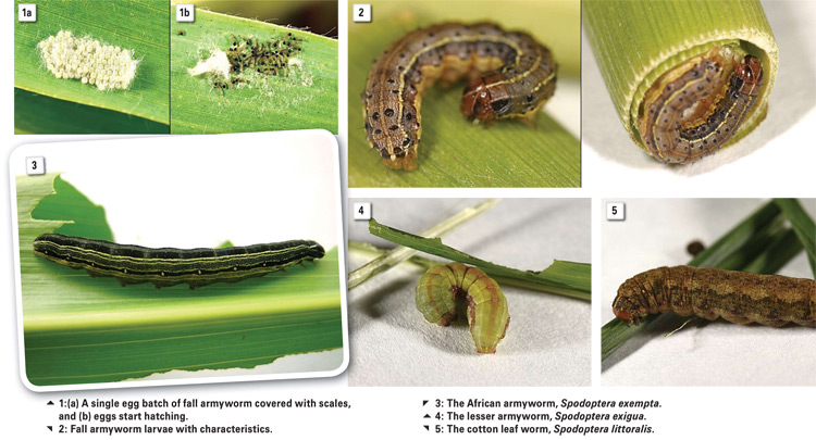 The invasion of the fall armyworm in South Africa