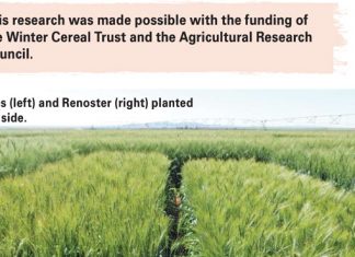 The new wheat kids on the block