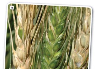 Use of mutant collections to understand pathogenicity in economically important fungi