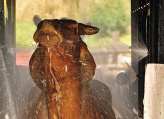 Die produksie van ‘n goeie gehalte kalf bekyk