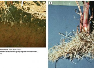 Voorkoms van ondergrondsuurheid in die Vrystaat ondersoek
