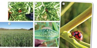 Wheat: Value of intercropping when managing insect pests
