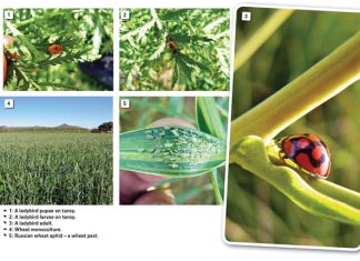 Wheat: Value of intercropping when managing insect pests