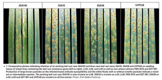 Wheat rusts continue to evolve: New leaf rust races detected in Western Cape