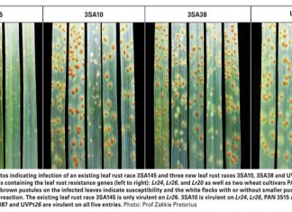 Wheat rusts continue to evolve: New leaf rust races detected in Western Cape