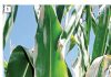 Yield loss associated with northern corn leaf blight – is it that bad for all cultivars?