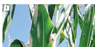 Yield loss associated with northern corn leaf blight – is it that bad for all cultivars?