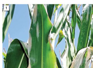 Yield loss associated with northern corn leaf blight – is it that bad for all cultivars?