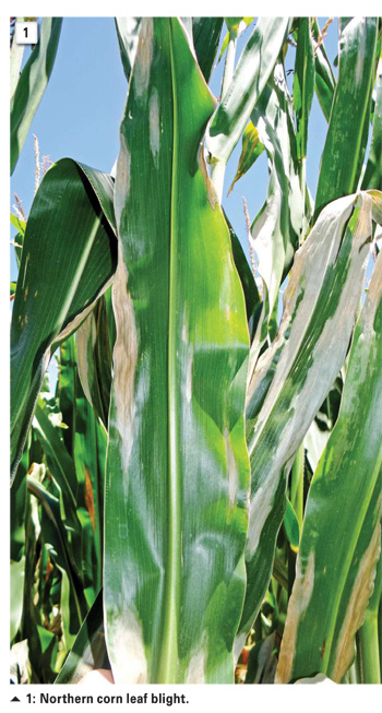 Yield loss associated with northern corn leaf blight – is it that bad for all cultivars?