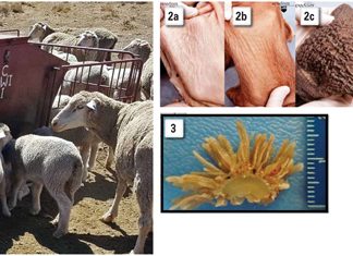 Hoekom kruipvoeding vir jong herkouerdiere?