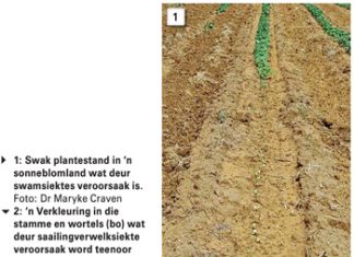 Grondgedraagde swamsiektes – die wortel van alle kwaad