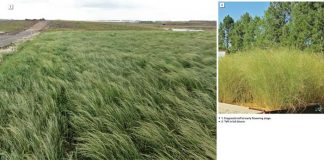 Conservation agriculture: Part 25
