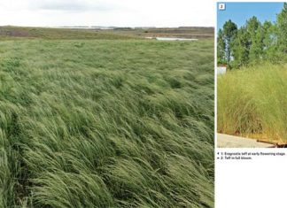 Conservation agriculture: Part 25