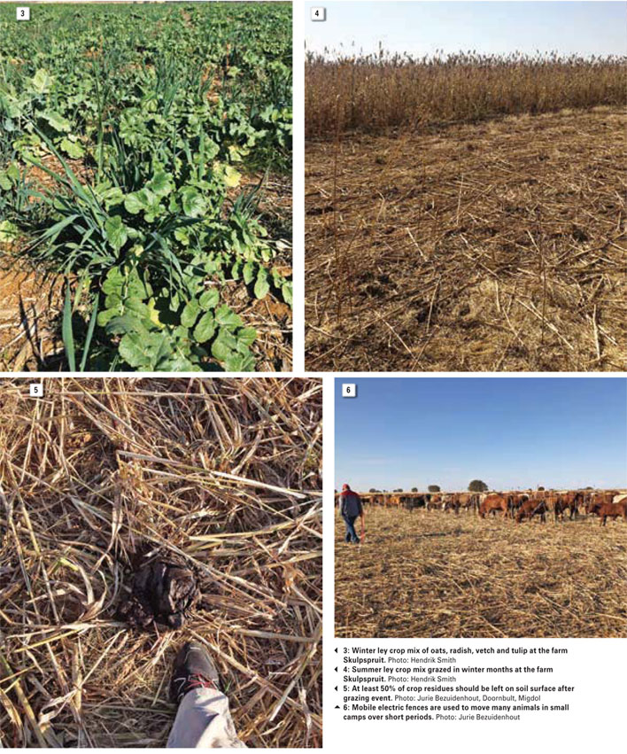 Conservation agriculture: Ultra-high stock density grazing systems