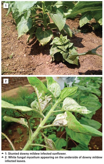 Downy mildew of sunflower: Uncommon, but can cause localised damage