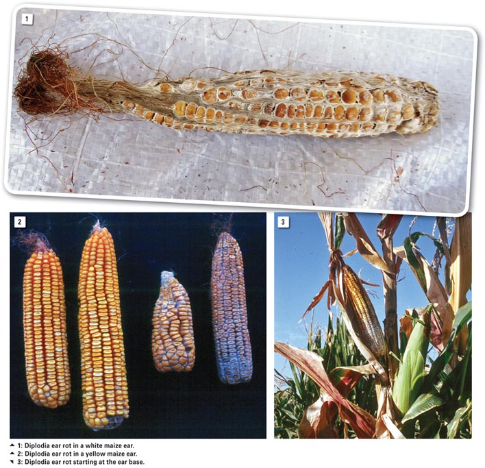 Ear rots of maize: A continuous threat to food safety and security