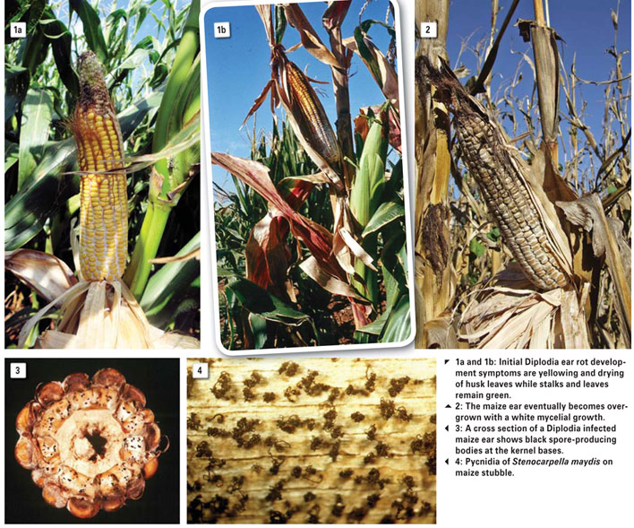 A look at the most important ear rots in maize production