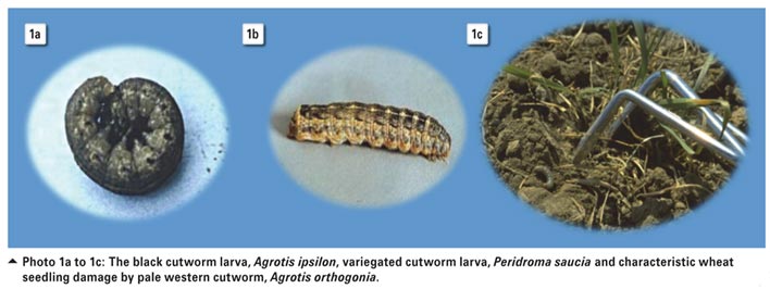 Efficacy of entomopathogenic nematodes for control of cutworms
