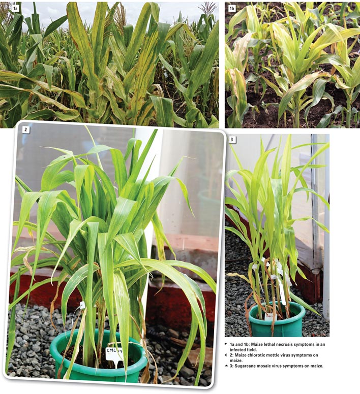 MAIZE LETHAL NECROSIS: Possible threat to local maize production