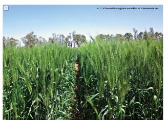 ‘n Ketting met ‘n swak skakel is ‘n stukkende ketting – belangrikste faktore wat die opbrengs van koring beïnvloed