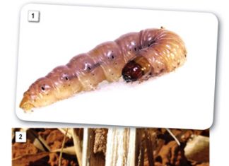 ‘n Oorsig van stamboorderpopulasies se weerstandsvlakke teen enkel- en dubbelgeen Bt-mielies