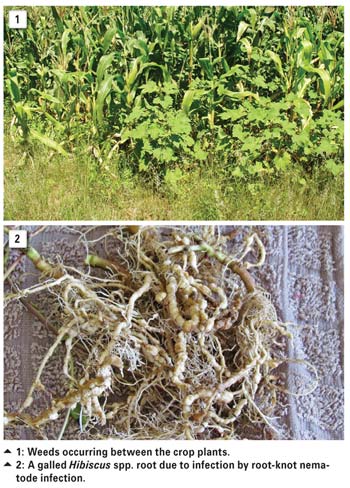 Incidence of root-knot nematodes on weeds in South Africa