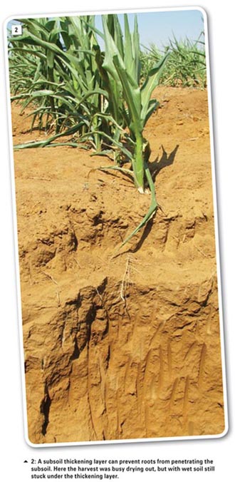 Common soil preparation mistakes