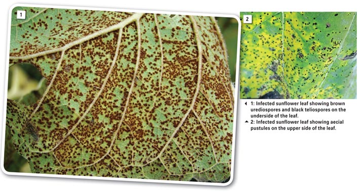 Brown rust of sunflower: A scarce, but potentially damaging disease