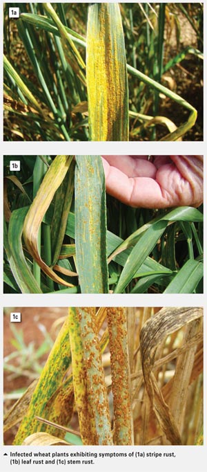 Host plant resistance to wheat rusts: Cost saving solution reducing fungicide applications