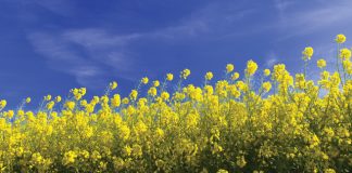 Koste van vervoer in Swartland onderhandel