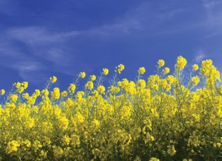 Koste van vervoer in Swartland onderhandel