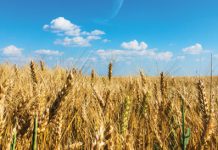 Koring in die Oos-Vrystaat kompeteer nie tans nie