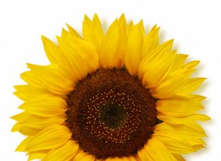 Graan SA reageer op BFAP-verslag