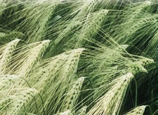 Koringaanbod styg terwyl vraag krimp