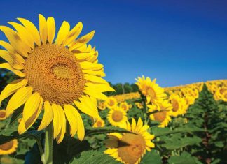 BASF Clearfield® Plus Production (CLP) System