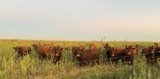 Benut die natuur se gratis dienste