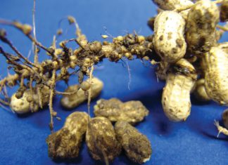 ’n Nuwe rampokker in saad – aalwurmnavorsing weer in kollig