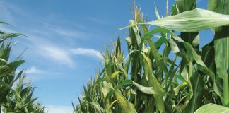 Enzyme treatments for reducing fungal toxins in maize