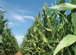 Enzyme treatments for reducing fungal toxins in maize