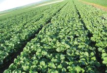 N-bronne – kies reg vir beter saadopbrengs