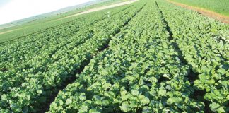 N-bronne – kies reg vir beter saadopbrengs