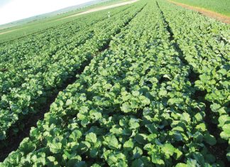 N-bronne – kies reg vir beter saadopbrengs