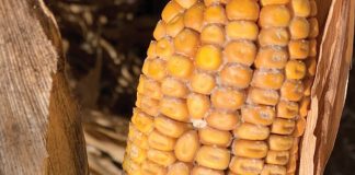 Avoiding the disease triangle