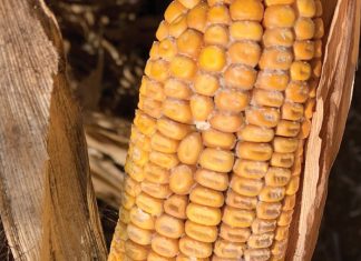 Avoiding the disease triangle