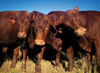 Só integreer ons vee in ’n bewaringstelsel