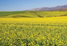 Kanolasaad – wat produsente moet weet vir 2021