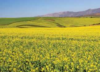 Kanolasaad – wat produsente moet weet vir 2021