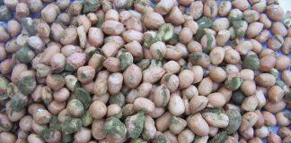 Growing groundnuts aflatoxin-free