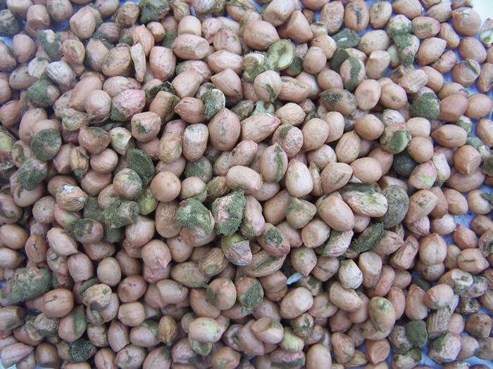 Growing groundnuts aflatoxin-free